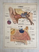 Affiche scolaire L'oeil et la vision