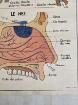 Affiche scolaire L'oeil et la vision