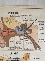 Affiche scolaire L'oeil et la vision