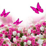 PapillonRose