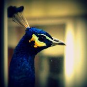 Eldae