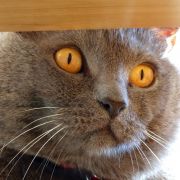 Les9viesduchat