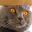 Les9viesduchat