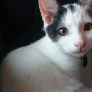 catdep
