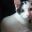 catdep