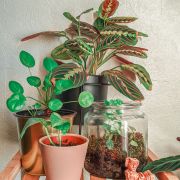Petitejungleurbaine