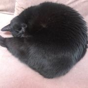 Black Cat