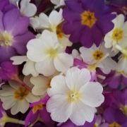 Laudato si