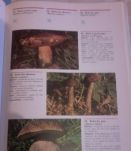 Les Champignons "Identification et Recettes"