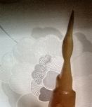 Ibis en corne pour cabinet curiosité ou console