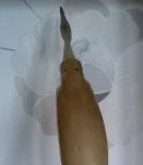 Ibis en corne pour cabinet curiosité ou console