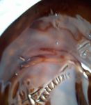 PLAT VALAURIS VINTAGE ANNEE 60/70