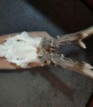 Trophée chevreuil tendence  vintage