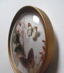 cadre bombé ,papillons naturalisés