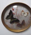 cadre bombé ,papillons naturalisés