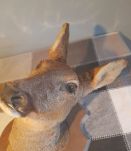 trophée de chasse tête de biche naturalisée 45 cm