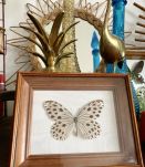 Cadre papillon naturalisé