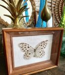 Cadre papillon naturalisé