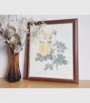 Tableau reproduction P.J. Redouté