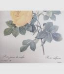 Tableau reproduction P.J. Redouté