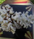 Bloc de corail