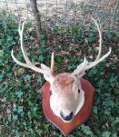 Magnifique tête de daim - trophée