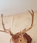 Magnifique tête de daim - trophée
