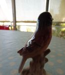 Oiseau de vitrine porcelaine