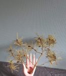 main rose poudré en céramique soliflore baguier années 70 