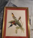 lithographies anciennes d'oiseaux de J Gould
