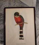 lithographies anciennes d'oiseaux J et E Gould