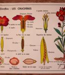 Affiche scolaire botanique