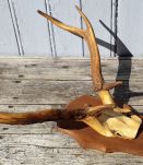 Massacre de cerf sur écusson