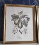 cadres lithographies fruits cadre doré