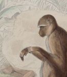  Lithographie gravure singe vintage - 1850