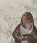  Lithographie gravure singe vintage - 1850