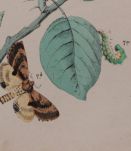  Lithographie gravure papillons vintage - 1850