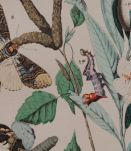  Lithographie gravure papillons vintage - 1850