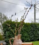 Ensemble de pichets/pots en grès- artisanal