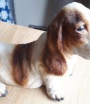 Chien décoratif Basset Hound