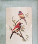 Lithographie ornithologique vintage