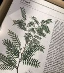 Illustration botanique vintage encadrée FEVIER