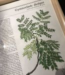 Illustration botanique vintage encadrée GYMNOCLADE