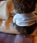 OURS GIORGIO BEVERLY HILLS MARRON 2007 COLLECTORS BEAR