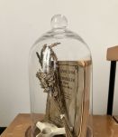 Cloche cabinet de curiosité