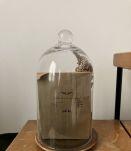 Cloche cabinet de curiosité