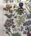 Illustration "Fleurs" Larousse par Adolphe Millot