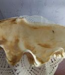 coquillage bénitier