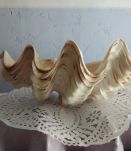 coquillage bénitier