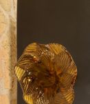 Vase en Corolle couleur ambre